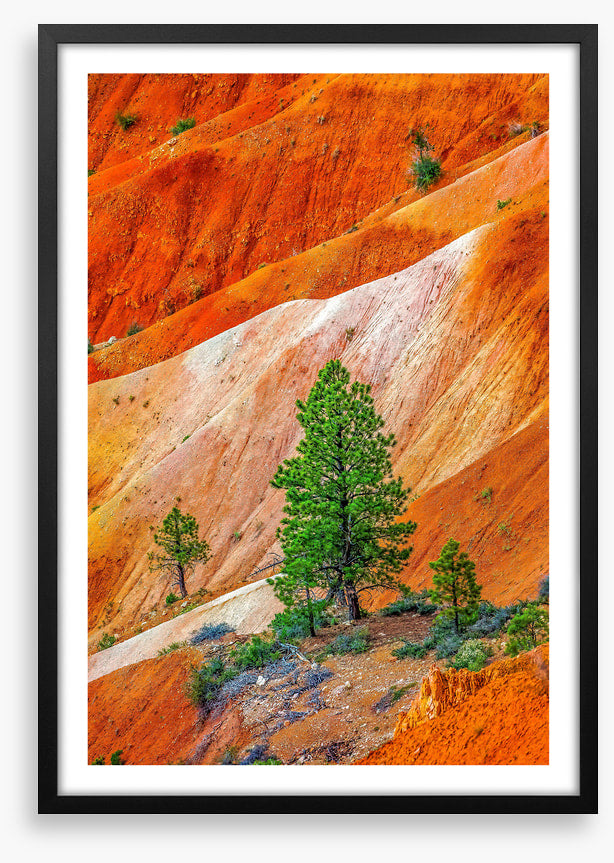 Bryce Canyon greens