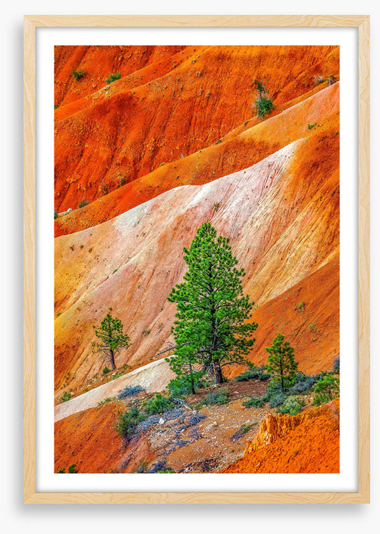 Bryce Canyon greens