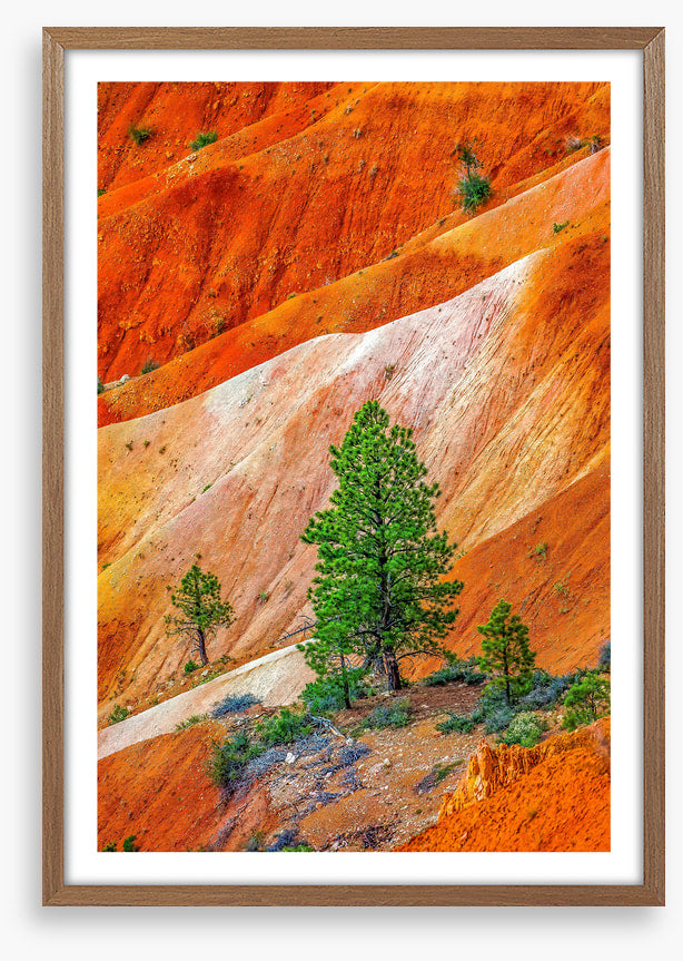 Bryce Canyon greens