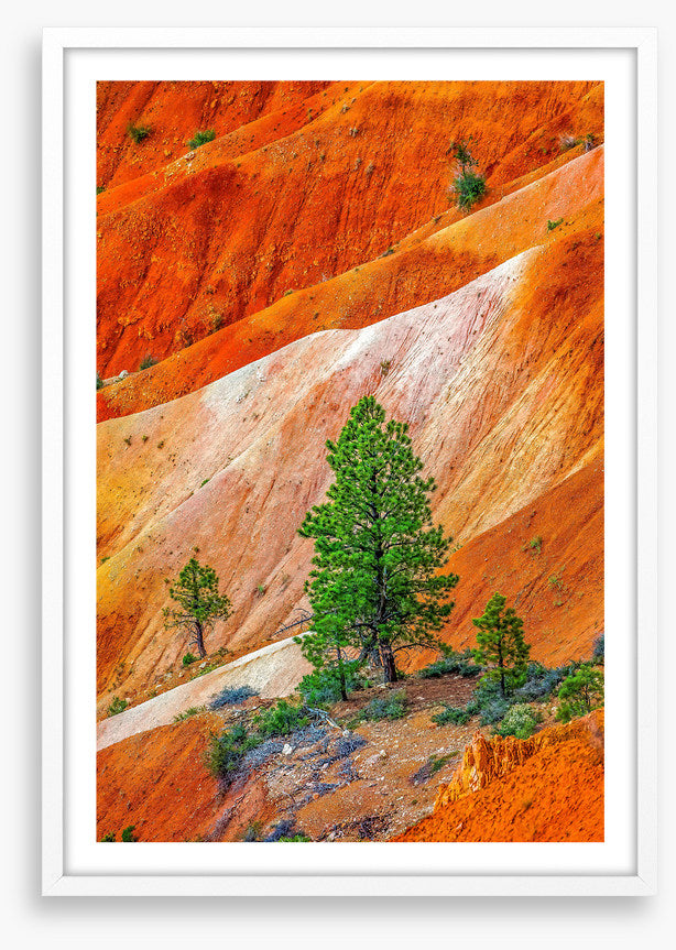 Bryce Canyon greens