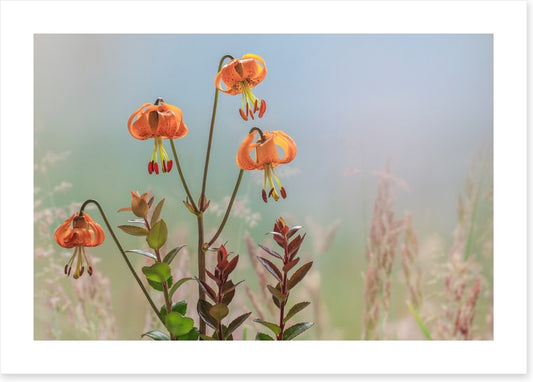 Tiger lily time