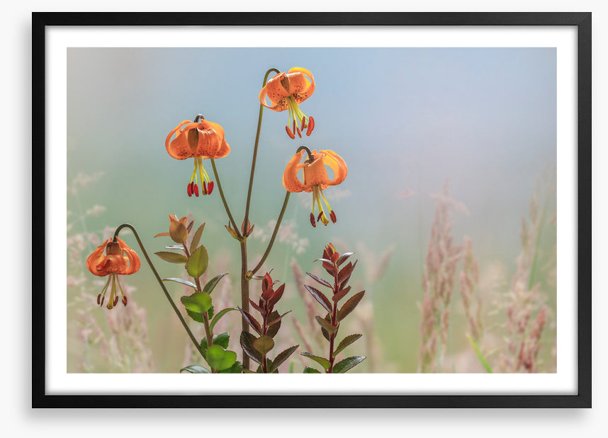 Tiger lily time