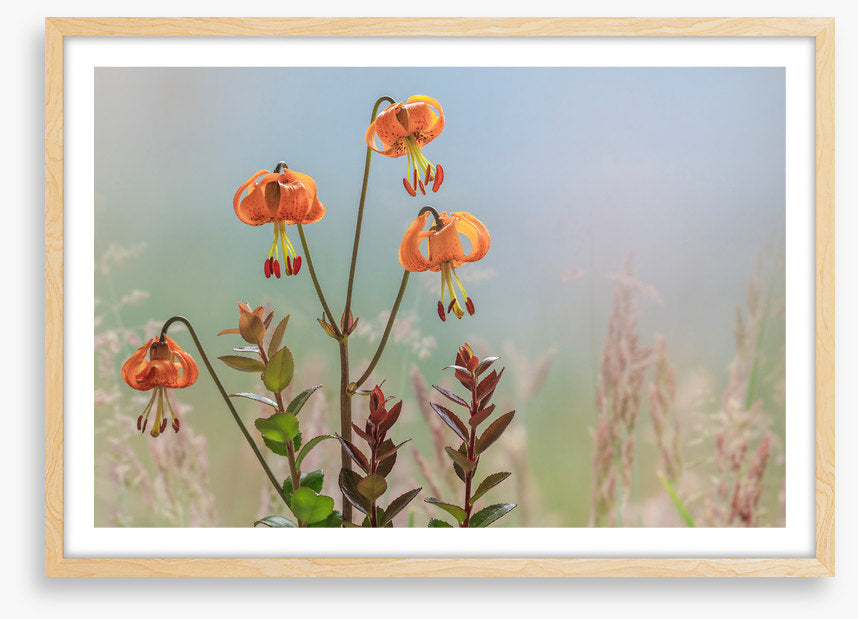 Tiger lily time