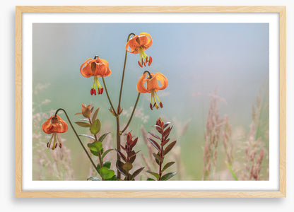 Tiger lily time