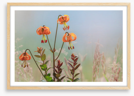 Tiger lily time