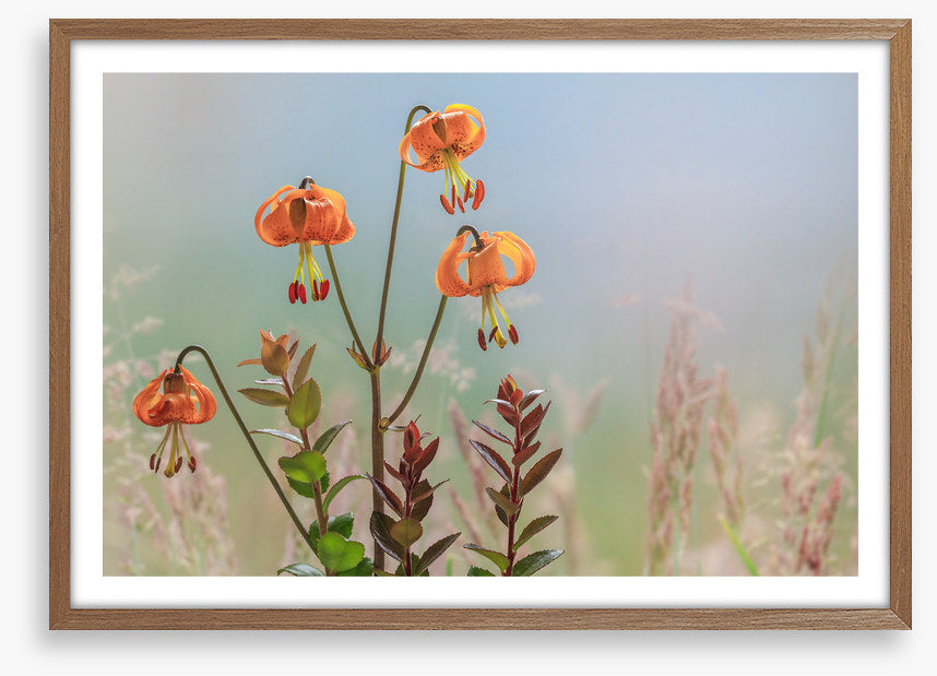 Tiger lily time