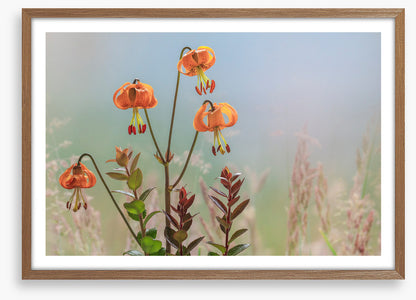 Tiger lily time