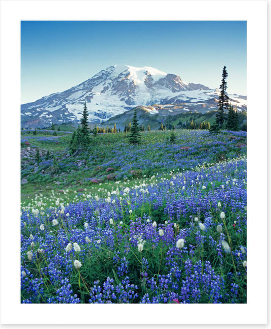 Beyond the meadow