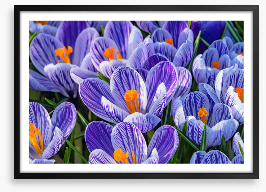 Spring burst