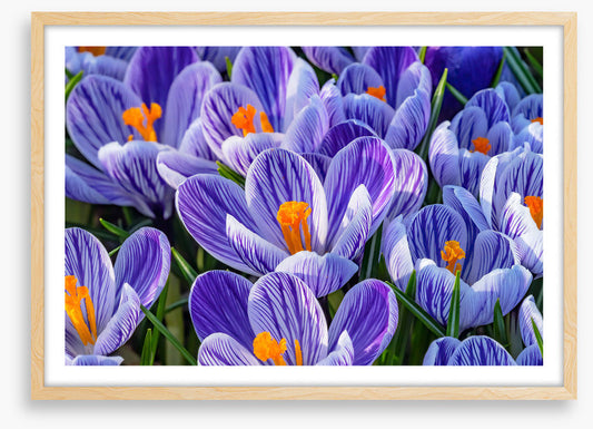 Spring burst