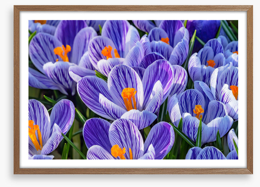 Spring burst