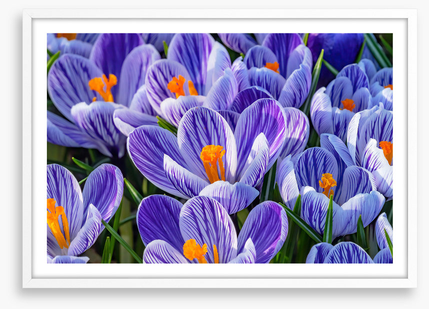 Spring burst