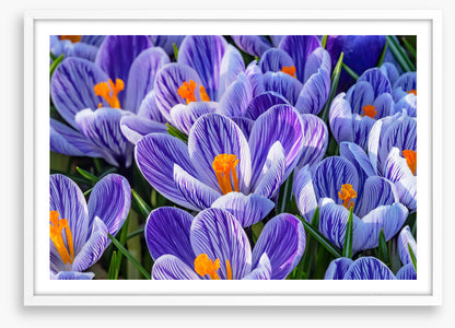 Spring burst