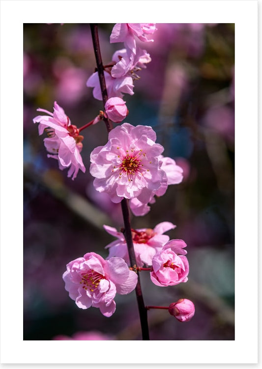 Bellevue blossoms