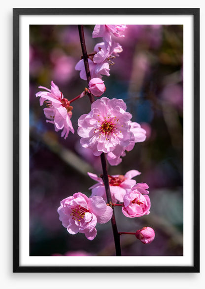 Bellevue blossoms