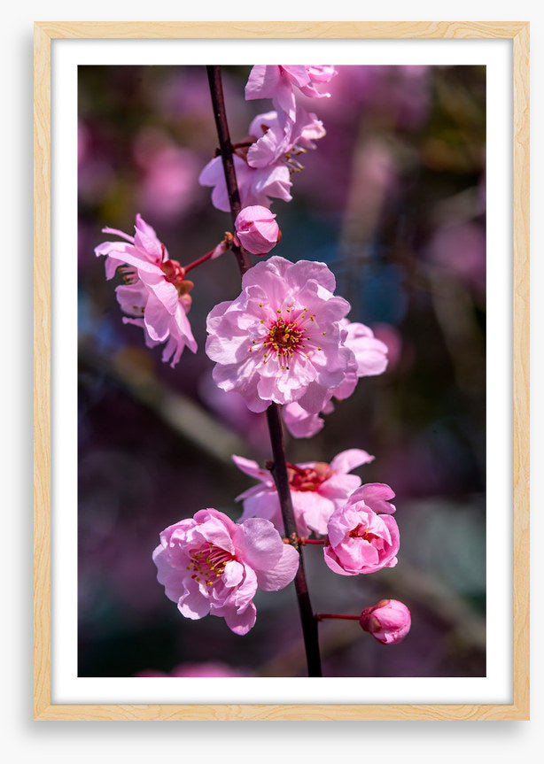 Bellevue blossoms