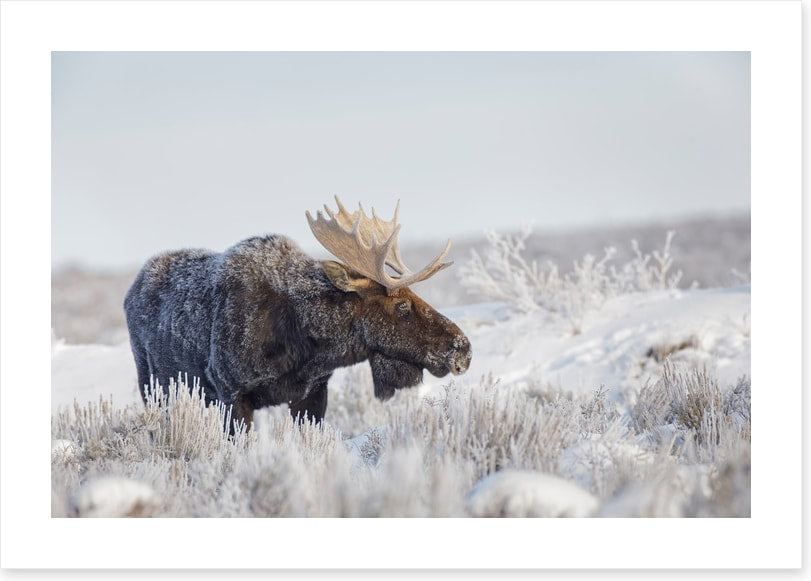Frosty moose