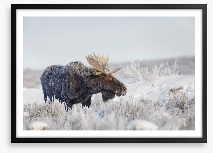 Frosty moose