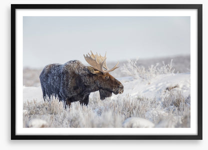 Frosty moose