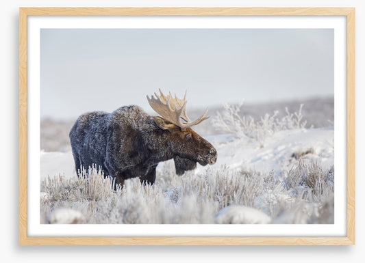 Frosty moose