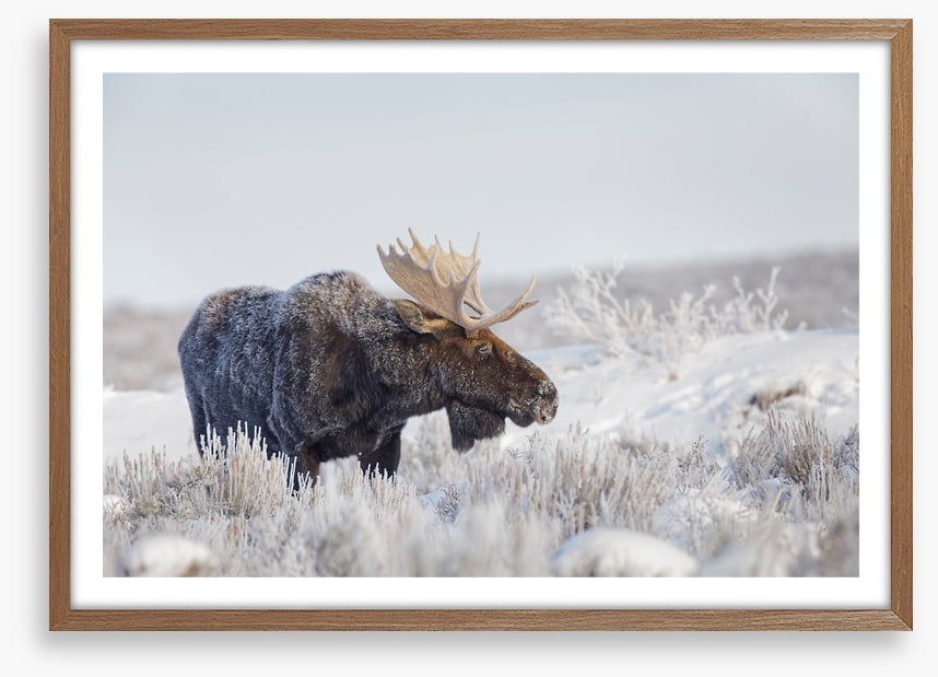 Frosty moose