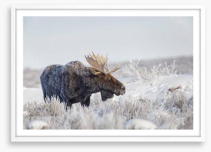 Frosty moose