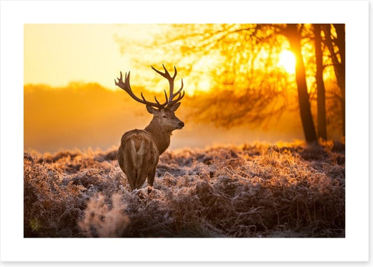 Red deer in the morning sun