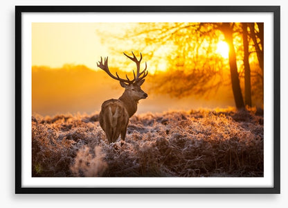Red deer in the morning sun