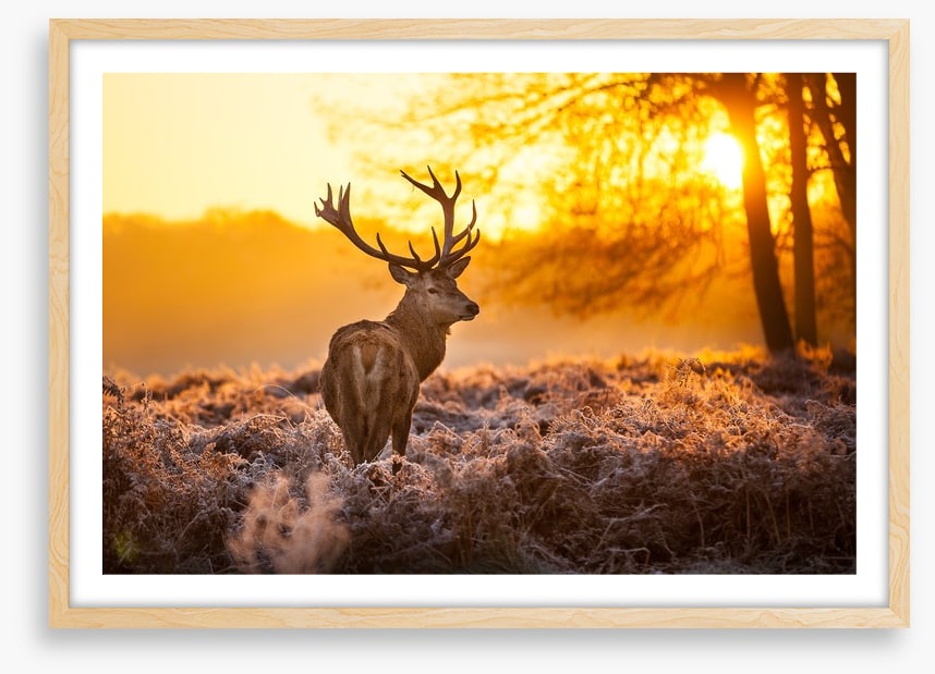 Red deer in the morning sun