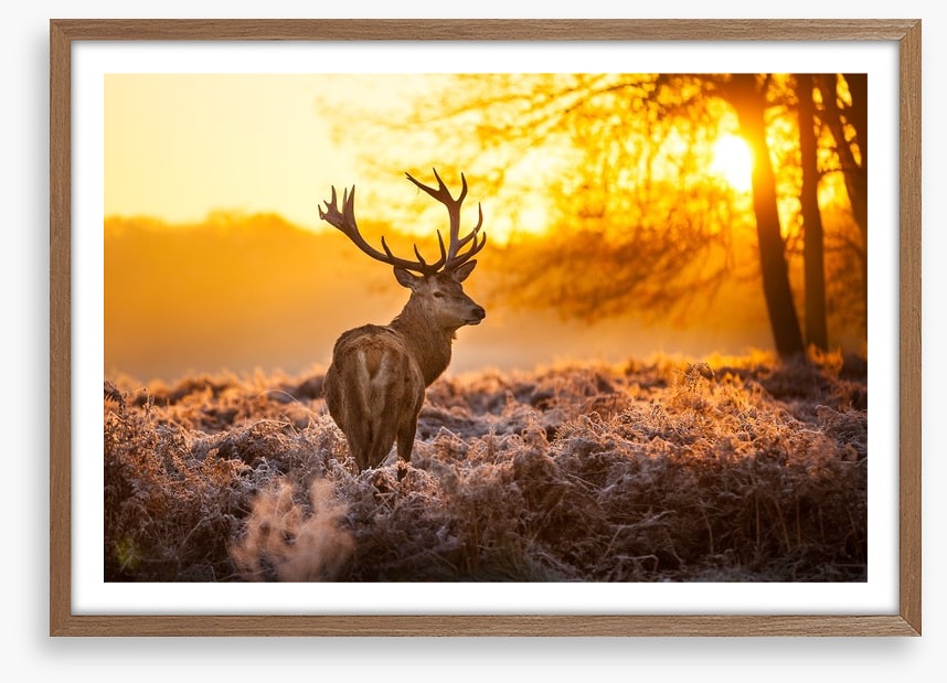 Red deer in the morning sun