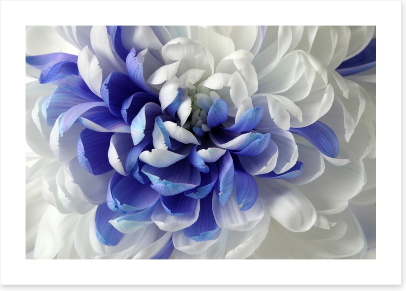 Chrysanthemum mingle