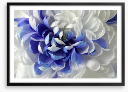 Chrysanthemum mingle
