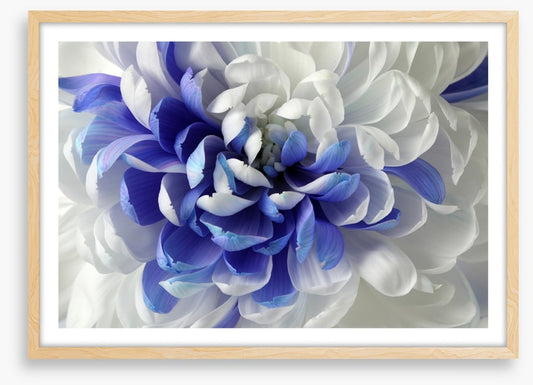 Chrysanthemum mingle