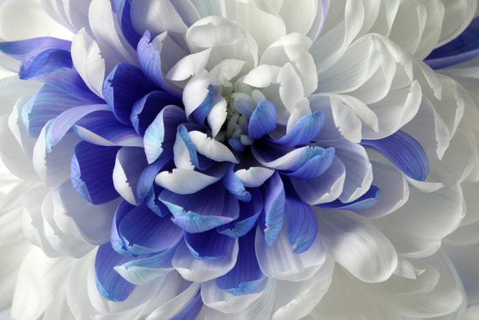 Chrysanthemum mingle