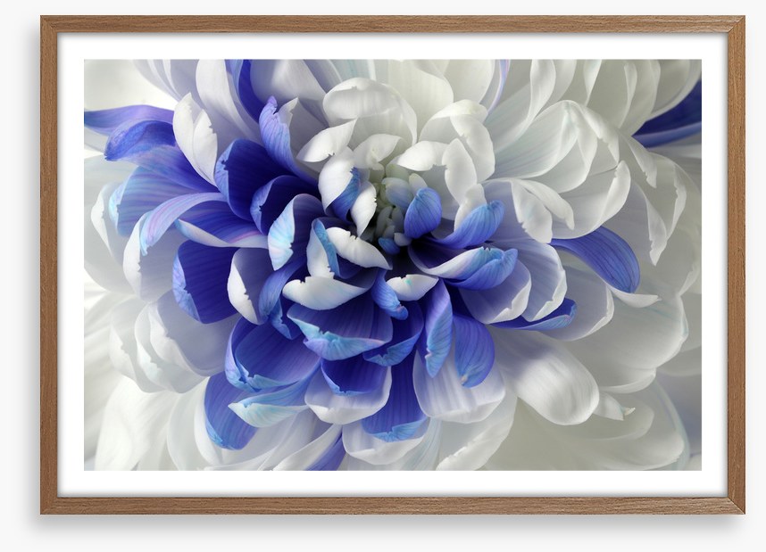 Chrysanthemum mingle