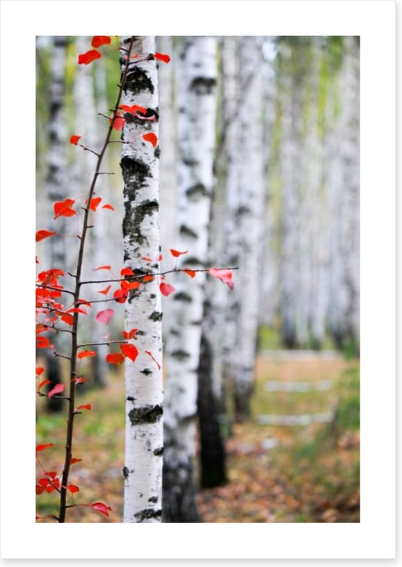 Autumn birch