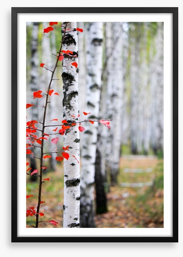 Autumn birch