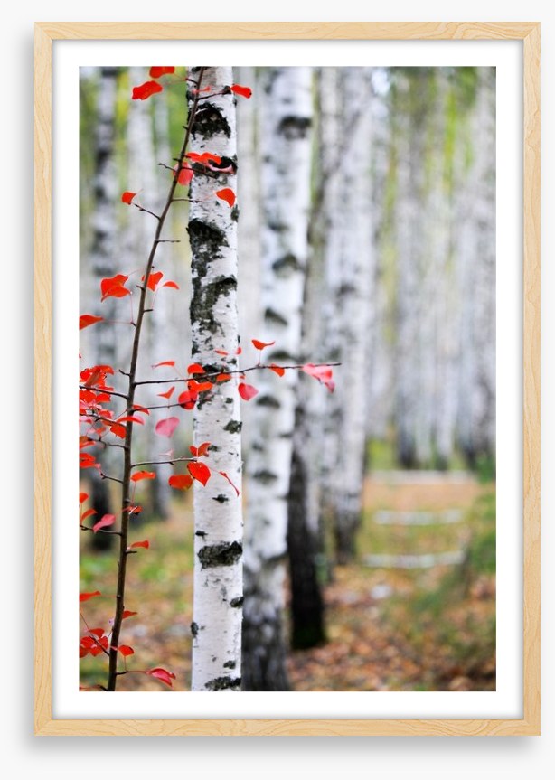 Autumn birch