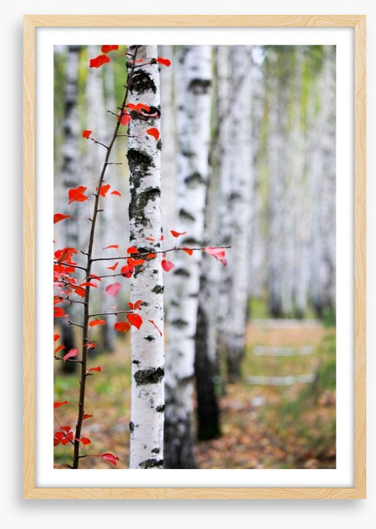 Autumn birch