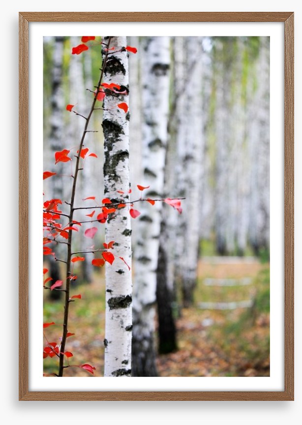 Autumn birch