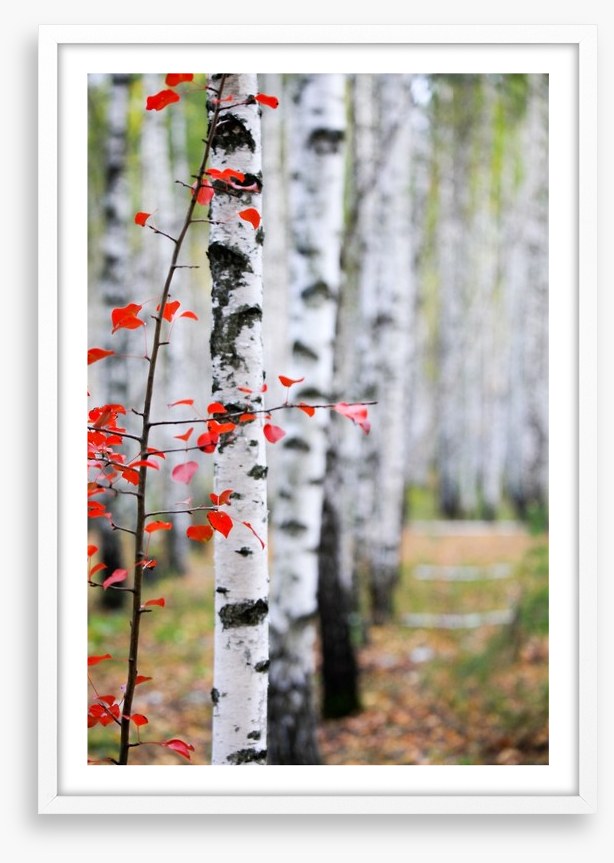 Autumn birch