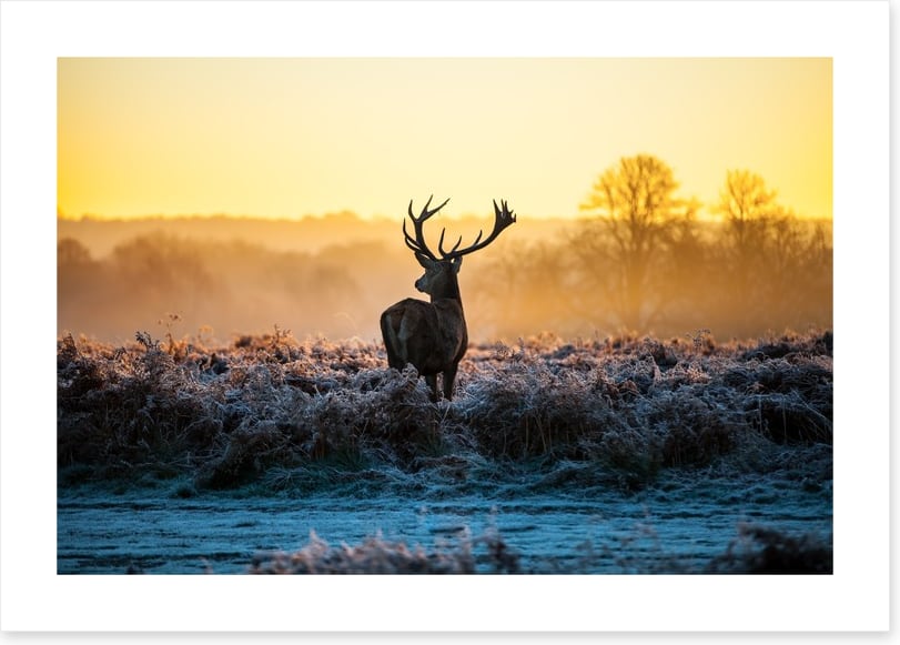 Deer in the mist