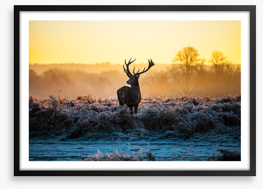 Deer in the mist