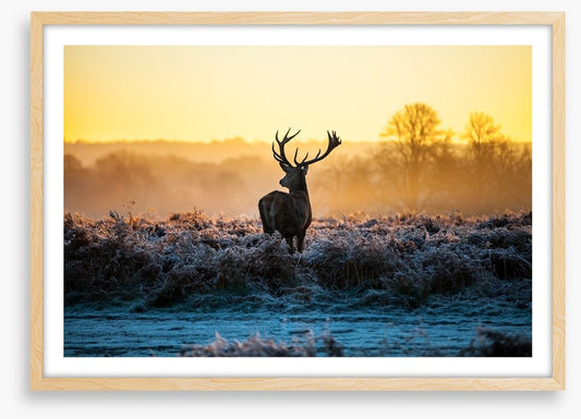Deer in the mist