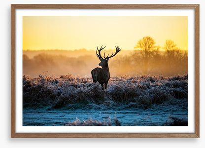 Deer in the mist