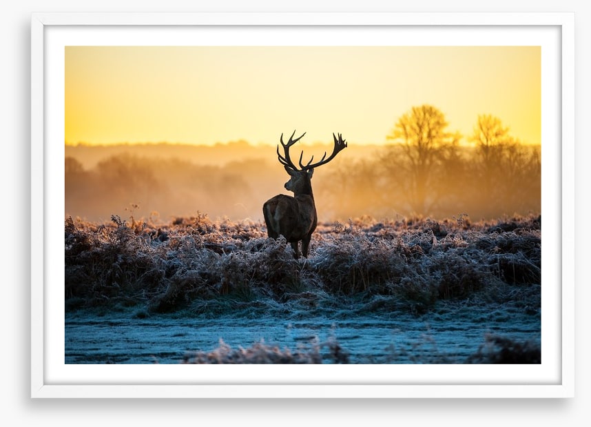 Deer in the mist