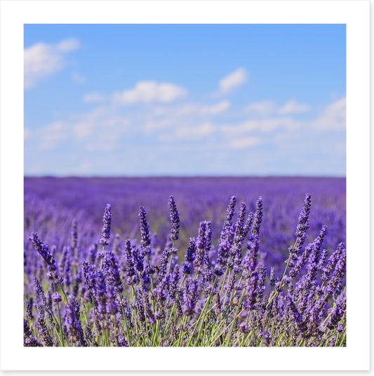 Lavender blooms in Provence