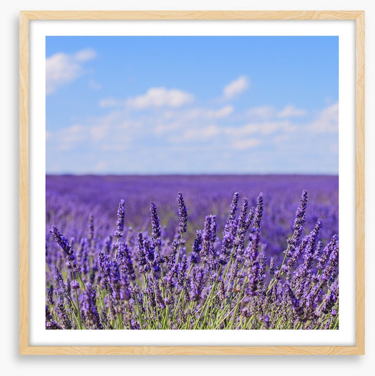 Lavender blooms in Provence