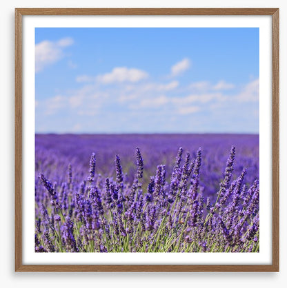 Lavender blooms in Provence
