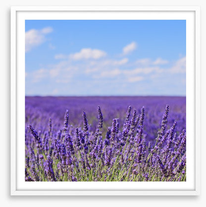 Lavender blooms in Provence
